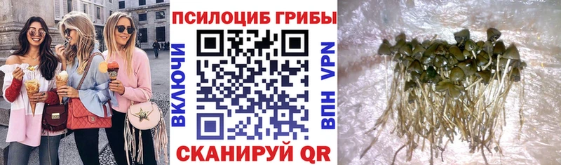 OMG онион  Новосибирск  Галлюциногенные грибы Psilocybine cubensis 